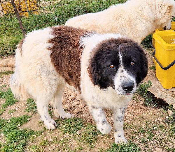 MARGOT,DOPO L'INFERNO,MERITA UNA STUPENDA ADOZIONE.ADOTTABILE IN TUTTA ITALIA! Foto 4